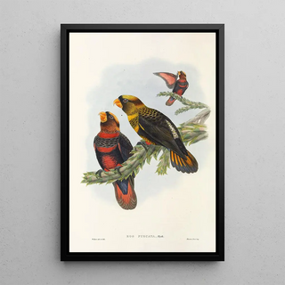 the Birds of New Guinea and Adjacent Papuan Islands Pl34 - John Gould — framed artwork on a wall