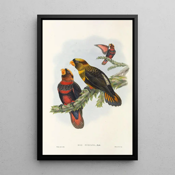 the Birds of New Guinea and Adjacent Papuan Islands Pl34 - John Gould — framed artwork on a wall