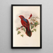 "Les oiseaux de Nouvelle-Guinée et des îles Papoues adjacentes" Pl35 - John Gould — artwork view