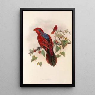 "Les oiseaux de Nouvelle-Guinée et des îles Papoues adjacentes" Pl35 - John Gould — artwork view