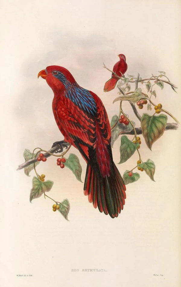 "Les oiseaux de Nouvelle-Guinée et des îles Papoues adjacentes" Pl35 - John Gould — framed artwork on a wall