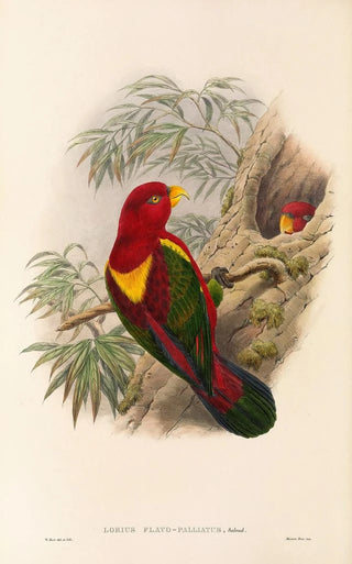 "Les oiseaux de Nouvelle-Guinée et des îles Papoues adjacentes" Pl36 - John Gould — artwork view