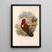 "Les oiseaux de Nouvelle-Guinée et des îles Papoues adjacentes" Pl36 - John Gould — framed artwork on a wall