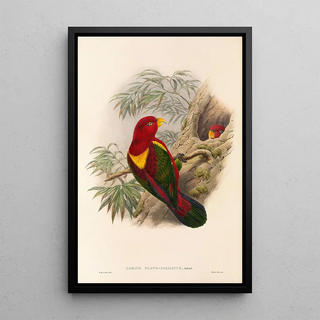 "Les oiseaux de Nouvelle-Guinée et des îles Papoues adjacentes" Pl36 - John Gould — framed artwork on a wall