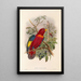 "Les oiseaux de Nouvelle-Guinée et des îles Papoues adjacentes" Pl37 - John Gould — framed artwork on a wall