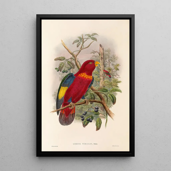 "Les oiseaux de Nouvelle-Guinée et des îles Papoues adjacentes" Pl37 - John Gould — framed artwork on a wall