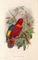 "Les oiseaux de Nouvelle-Guinée et des îles Papoues adjacentes" Pl37 - John Gould — artwork view