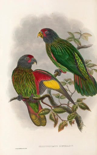 Les oiseaux de Nouvelle-Guinée et des îles Papoues adjacentes Pl38 - John Gould — artwork view
