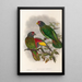 Les oiseaux de Nouvelle-Guinée et des îles Papoues adjacentes Pl38 - John Gould — framed artwork on a wall