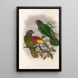 Les oiseaux de Nouvelle-Guinée et des îles Papoues adjacentes Pl38 - John Gould — framed artwork on a wall