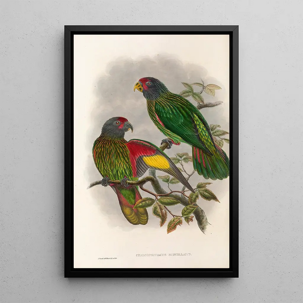 Les oiseaux de Nouvelle-Guinée et des îles Papoues adjacentes Pl38 - John Gould — framed artwork on a wall