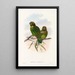 "Les oiseaux de Nouvelle-Guinée et des îles Papoues adjacentes" Pl39 - John Gould — framed artwork on a wall