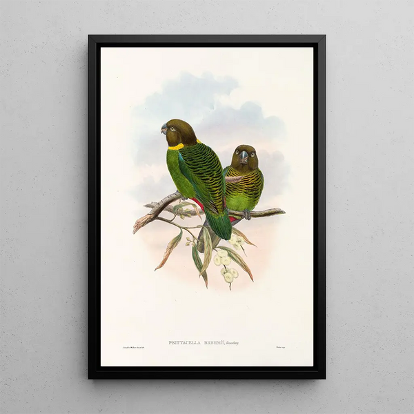 "Les oiseaux de Nouvelle-Guinée et des îles Papoues adjacentes" Pl39 - John Gould — framed artwork on a wall