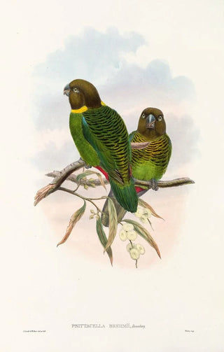 "Les oiseaux de Nouvelle-Guinée et des îles Papoues adjacentes" Pl39 - John Gould — artwork view