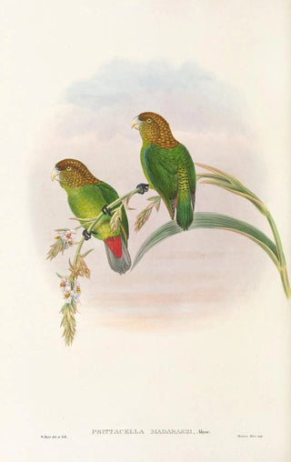 Les oiseaux de Nouvelle-Guinée et des îles Papoues adjacentes Pl40 - John Gould — artwork view