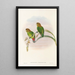 Les oiseaux de Nouvelle-Guinée et des îles Papoues adjacentes Pl40 - John Gould — framed artwork on a wall