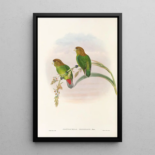 Les oiseaux de Nouvelle-Guinée et des îles Papoues adjacentes Pl40 - John Gould — framed artwork on a wall