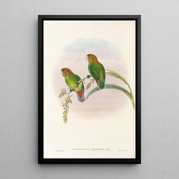 Les oiseaux de Nouvelle-Guinée et des îles Papoues adjacentes Pl40 - John Gould — framed artwork on a wall