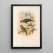 Les oiseaux de Nouvelle-Guinée et des îles Papoues adjacentes Pl41 - John Gould — framed artwork on a wall