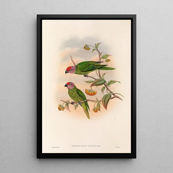 Les oiseaux de Nouvelle-Guinée et des îles Papoues adjacentes Pl41 - John Gould — framed artwork on a wall