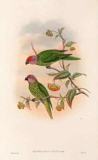 Les oiseaux de Nouvelle-Guinée et des îles Papoues adjacentes Pl41 - John Gould — artwork view