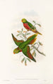 The Birds of New Guinea and Adjacent Papuan Islands Pl42 - John Gould — artwork view