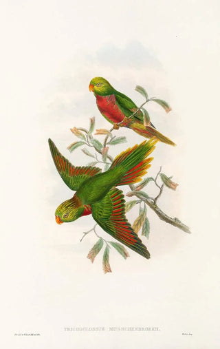 The Birds of New Guinea and Adjacent Papuan Islands Pl42 - John Gould — artwork view