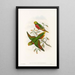 The Birds of New Guinea and Adjacent Papuan Islands Pl42 - John Gould — framed artwork on a wall
