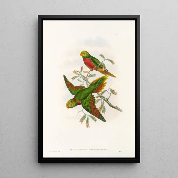 The Birds of New Guinea and Adjacent Papuan Islands Pl42 - John Gould — framed artwork on a wall