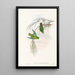 "Les oiseaux de Nouvelle-Guinée et des îles Papoues adjacentes" Pl43 - John Gould — framed artwork on a wall