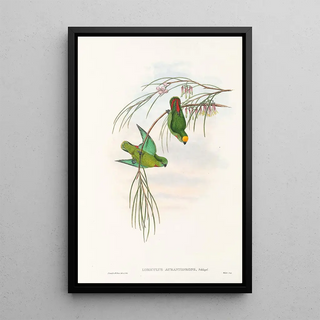 "Les oiseaux de Nouvelle-Guinée et des îles Papoues adjacentes" Pl43 - John Gould — framed artwork on a wall