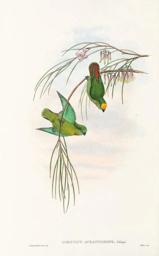 "Les oiseaux de Nouvelle-Guinée et des îles Papoues adjacentes" Pl43 - John Gould — artwork view