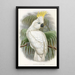 "Les oiseaux de Nouvelle-Guinée et des îles Papoues adjacentes" Pl44 - John Gould — artwork view