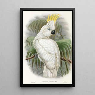 "Les oiseaux de Nouvelle-Guinée et des îles Papoues adjacentes" Pl44 - John Gould — artwork view
