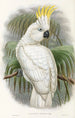 "Les oiseaux de Nouvelle-Guinée et des îles Papoues adjacentes" Pl44 - John Gould — framed artwork on a wall