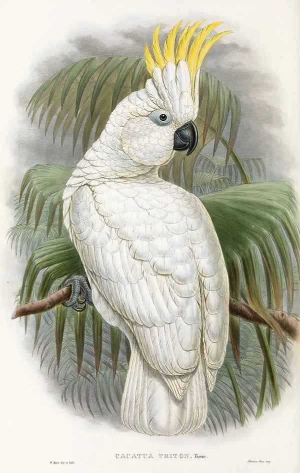 "Les oiseaux de Nouvelle-Guinée et des îles Papoues adjacentes" Pl44 - John Gould — framed artwork on a wall
