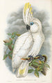 The Birds of New Guinea and Adjacent Papuan Islands Pl45 - John Gould — artwork view