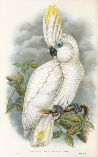 The Birds of New Guinea and Adjacent Papuan Islands Pl45 - John Gould — artwork view