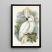 The Birds of New Guinea and Adjacent Papuan Islands Pl45 - John Gould — framed artwork on a wall