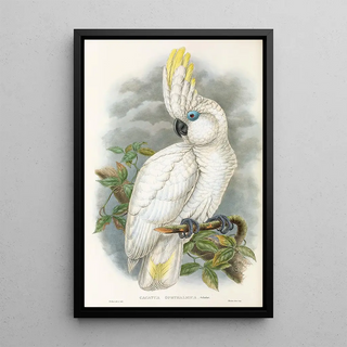 The Birds of New Guinea and Adjacent Papuan Islands Pl45 - John Gould — framed artwork on a wall