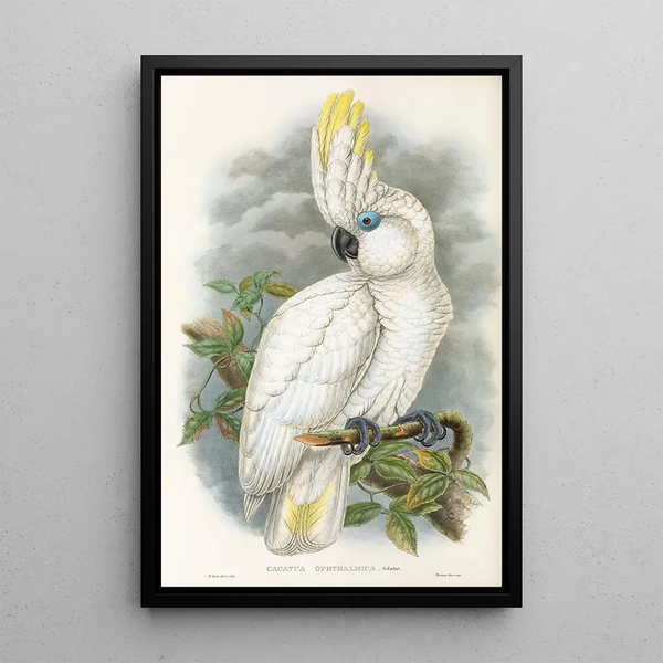 The Birds of New Guinea and Adjacent Papuan Islands Pl45 - John Gould — framed artwork on a wall
