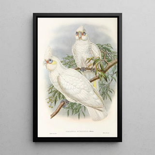 Les oiseaux de Nouvelle-Guinée et des îles Papoues adjacentes Pl46 - John Gould — framed artwork on a wall