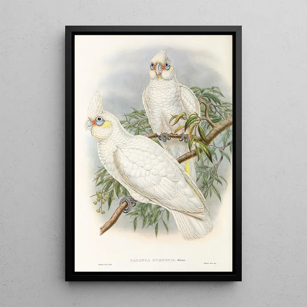 Les oiseaux de Nouvelle-Guinée et des îles Papoues adjacentes Pl46 - John Gould — framed artwork on a wall