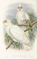 Les oiseaux de Nouvelle-Guinée et des îles Papoues adjacentes Pl46 - John Gould — artwork view