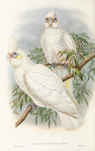 Les oiseaux de Nouvelle-Guinée et des îles Papoues adjacentes Pl46 - John Gould — artwork view