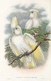 Les oiseaux de Nouvelle-Guinée et des îles Papoues adjacentes Pl47 - John Gould — artwork view