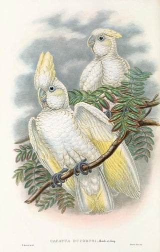 Les oiseaux de Nouvelle-Guinée et des îles Papoues adjacentes Pl47 - John Gould — artwork view
