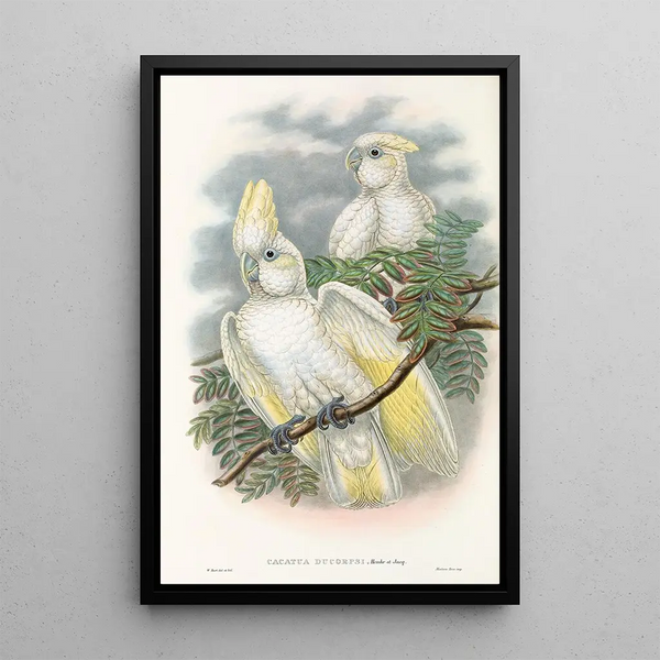 Les oiseaux de Nouvelle-Guinée et des îles Papoues adjacentes Pl47 - John Gould — framed artwork on a wall