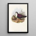 the Birds of New Guinea and Adjacent Papuan Islands Pl48 - John Gould — framed artwork on a wall