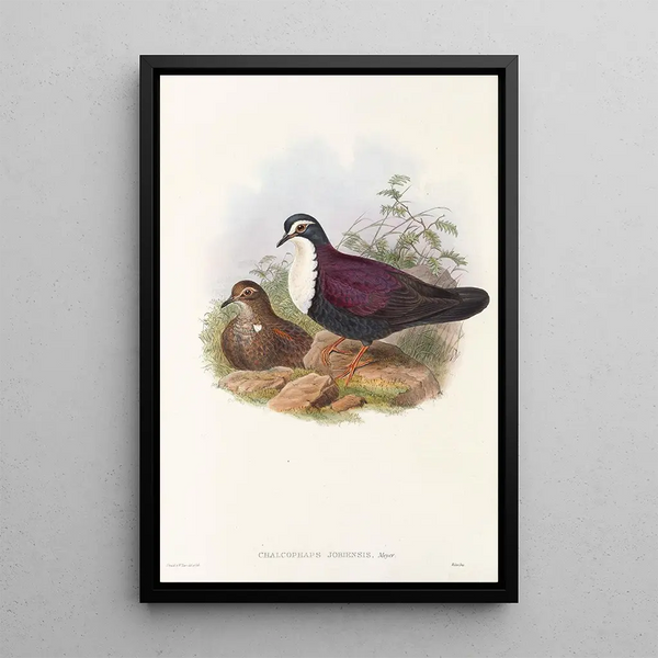 the Birds of New Guinea and Adjacent Papuan Islands Pl48 - John Gould — framed artwork on a wall